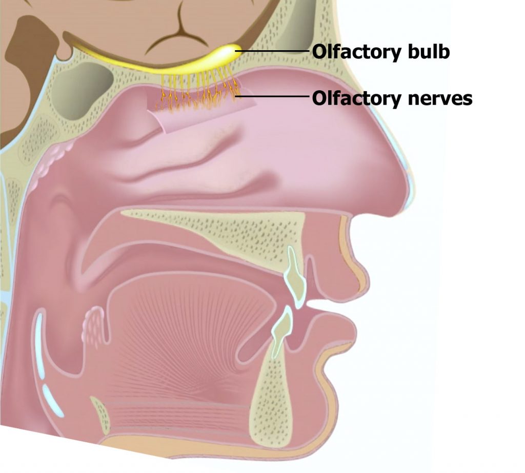 Aromatic use of essential oils and olfactory bulb